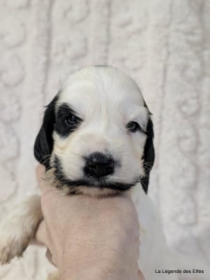 Les chiots de Cocker Spaniel Anglais