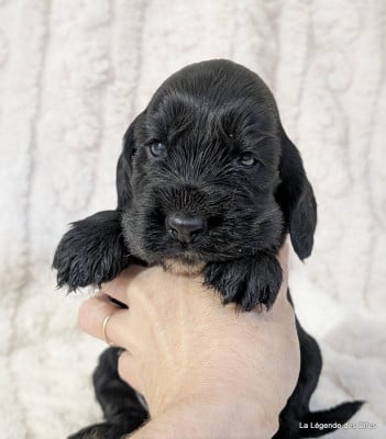 Les chiots de Cocker Spaniel Anglais