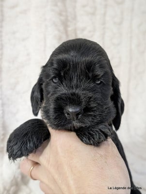 Les chiots de Cocker Spaniel Anglais