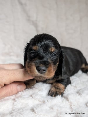 A---de la Légende des Elfes - Teckel poil long