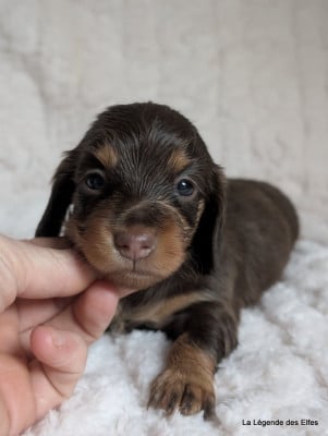 A---de la Légende des Elfes - Teckel poil long