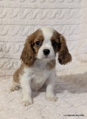Les chiots de Cavalier King Charles Spaniel