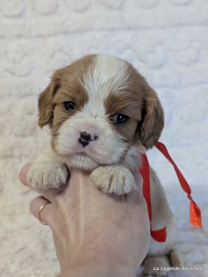 Les chiots de Cavalier King Charles Spaniel