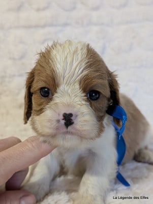 Les chiots de Cavalier King Charles Spaniel