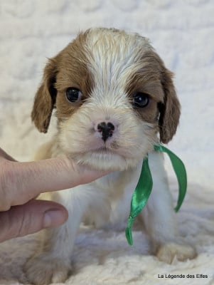 Les chiots de Cavalier King Charles Spaniel