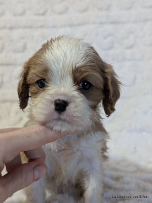 Les chiots de Cavalier King Charles Spaniel