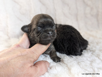 Les chiots de Epagneul tibetain