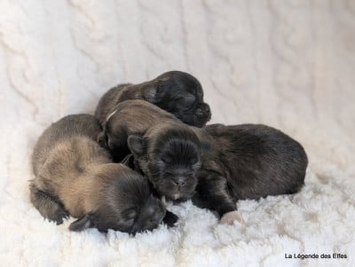 Les chiots de Epagneul tibetain