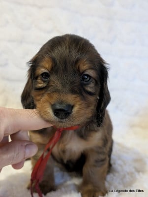 Les chiots de Teckel poil long