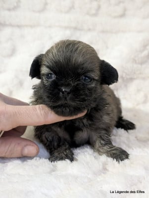 Les chiots de Epagneul tibetain