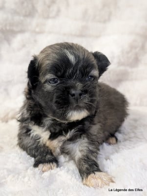 Les chiots de Epagneul tibetain
