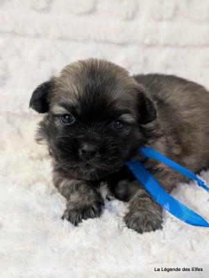 Les chiots de Epagneul tibetain