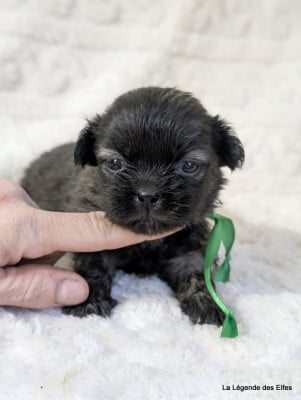 Les chiots de Epagneul tibetain