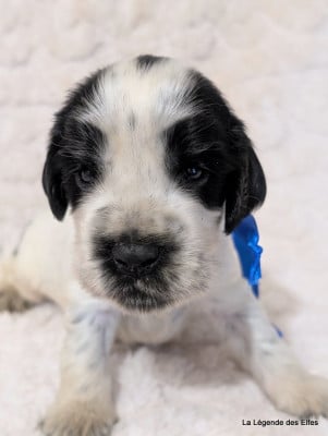Les chiots de Cocker Spaniel Anglais