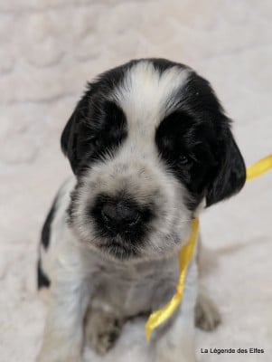 Les chiots de Cocker Spaniel Anglais