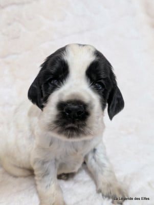 Les chiots de Cocker Spaniel Anglais