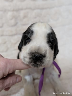 Les chiots de Cocker Spaniel Anglais