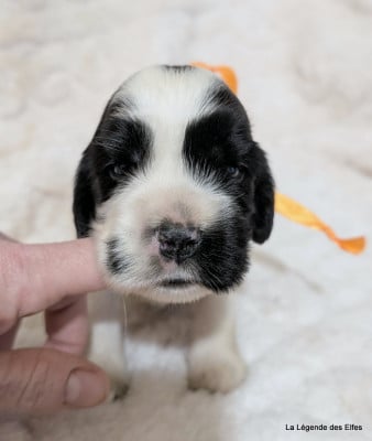 Les chiots de Cocker Spaniel Anglais