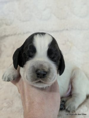 Les chiots de Cocker Spaniel Anglais
