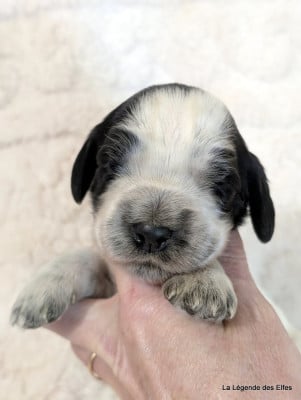 Les chiots de Cocker Spaniel Anglais