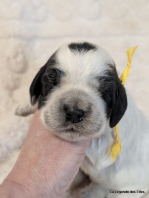 Les chiots de Cocker Spaniel Anglais