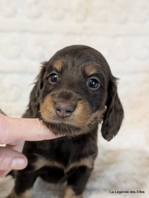 B----de la Légende des Elfes - Teckel poil long