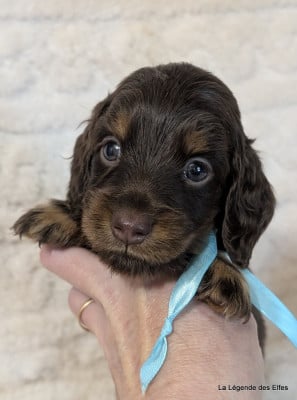 B----de la Légende des Elfes - Teckel poil long