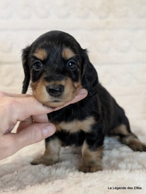 B----de la Légende des Elfes - Teckel poil long