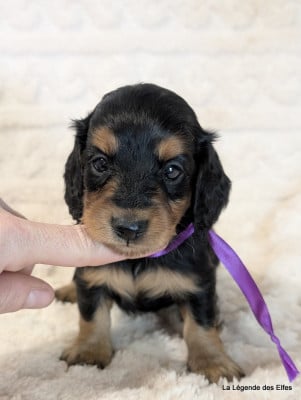 B----de la Légende des Elfes - Teckel poil long