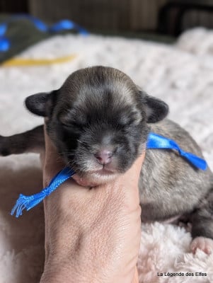 Les chiots de Epagneul tibetain