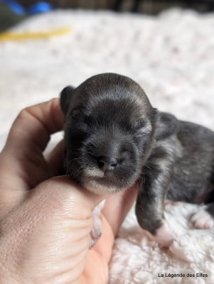 Les chiots de Epagneul tibetain