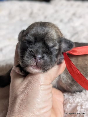 Les chiots de Epagneul tibetain