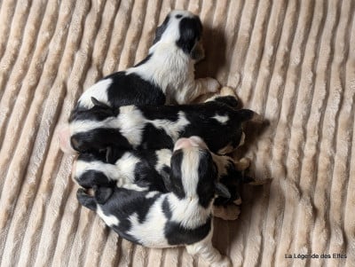 Les chiots de Cavalier King Charles Spaniel