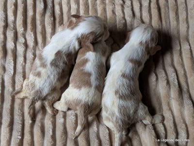Les chiots de Cavalier King Charles Spaniel