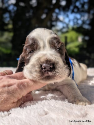 Les chiots de Cocker Spaniel Anglais