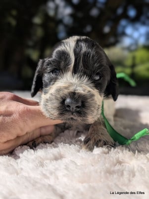 Les chiots de Cocker Spaniel Anglais