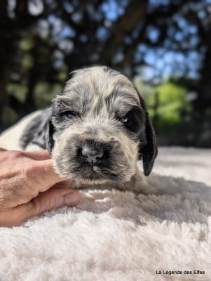 Les chiots de Cocker Spaniel Anglais