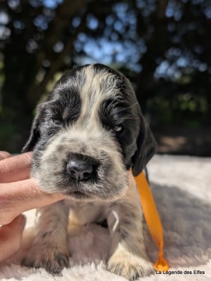 Les chiots de Cocker Spaniel Anglais