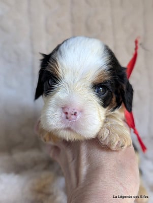Les chiots de Cavalier King Charles Spaniel