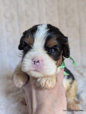 Les chiots de Cavalier King Charles Spaniel