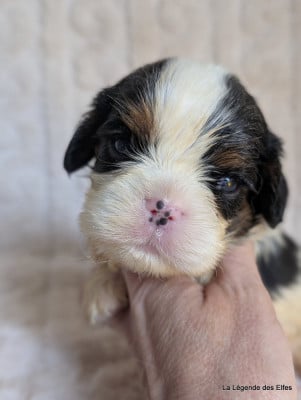 Les chiots de Cavalier King Charles Spaniel