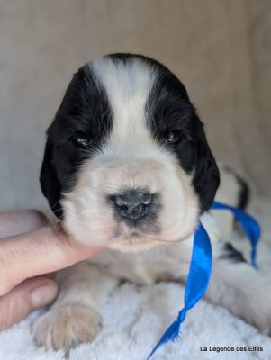 Cocker Spaniel Anglais