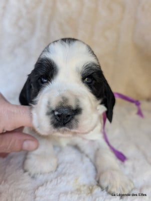 B----de la Légende des Elfes - Cocker Spaniel Anglais