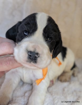 B----de la Légende des Elfes - Cocker Spaniel Anglais