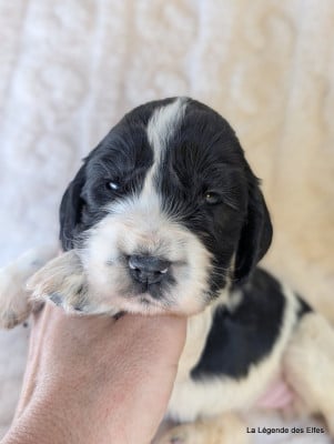 B----de la Légende des Elfes - Cocker Spaniel Anglais
