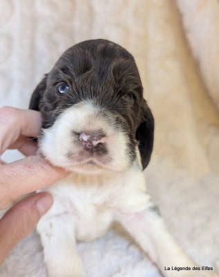 B----de la Légende des Elfes - Cocker Spaniel Anglais