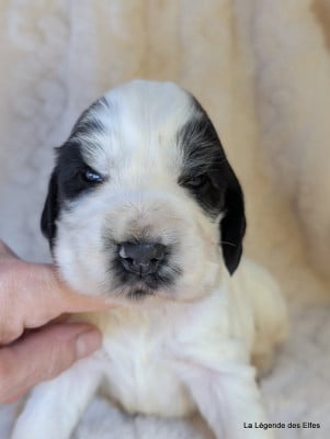 B----de la Légende des Elfes - Cocker Spaniel Anglais