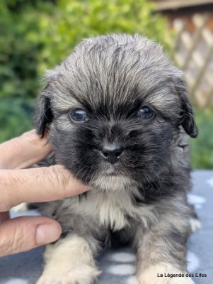 Les chiots de Epagneul tibetain