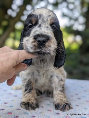 Les chiots de Cocker Spaniel Anglais