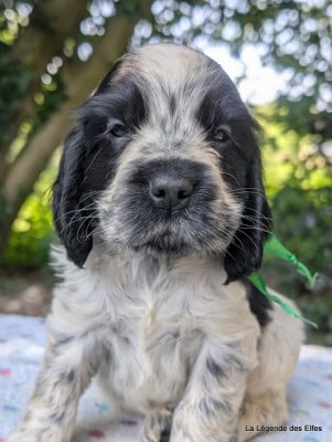 Les chiots de Cocker Spaniel Anglais